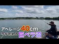 Download Lagu 高確率で巨ベラが釣れる野池でへらぶな釣り！人災で食い渋るヘラブナを長尺ウドンセットで攻略【中沼】