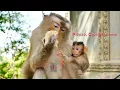 Download Lagu I'm Hungry Too...Please , Mommy Share Me Some - Baby Jonas Monkey Passing Her hand For Some Division