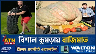 সুইজারল্যান্ডে সেরা কুমড়ার ওজন ছয়শ কিলোরওবেশি! | Swiss Giant Pumpkin | ATN News