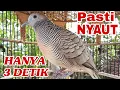 Download Lagu Pancingan perkutut Hanya 3 detik Jamin Pasti Langsung nyaut