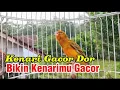 Download Lagu Kenari Gacor NGEROL Cocok untk Masteran dan Pancingan KENARI Macet
