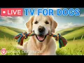 Lagu 🔴24 Hours of Dog TV🎵🐶Calming Music for Dog Sleep🐶💕Soothing Dog Music for Stress and Anxiety Relief