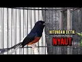 Download Lagu murai batu gacor AMPUH buat PANCINGAN murai batu agar bunyi JADIKAN burung murai gacor EMOSI NYAUT