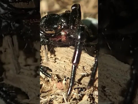 Creepy Spiders Australia! BUG MAN #spider #spiders #insects #insect #arachne