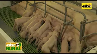 ABC Rural Programa 8: Manejo de cerdas en gestación