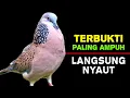 Download Lagu Suara Burung Tekukur Gacor Kuk 1 Terbaik Untuk Memanggil Lawan Agar Bunyi