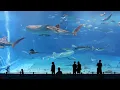Kuroshio Sea - 2nd largest aquarium in the world - song is Please Don't Go by Barcelona