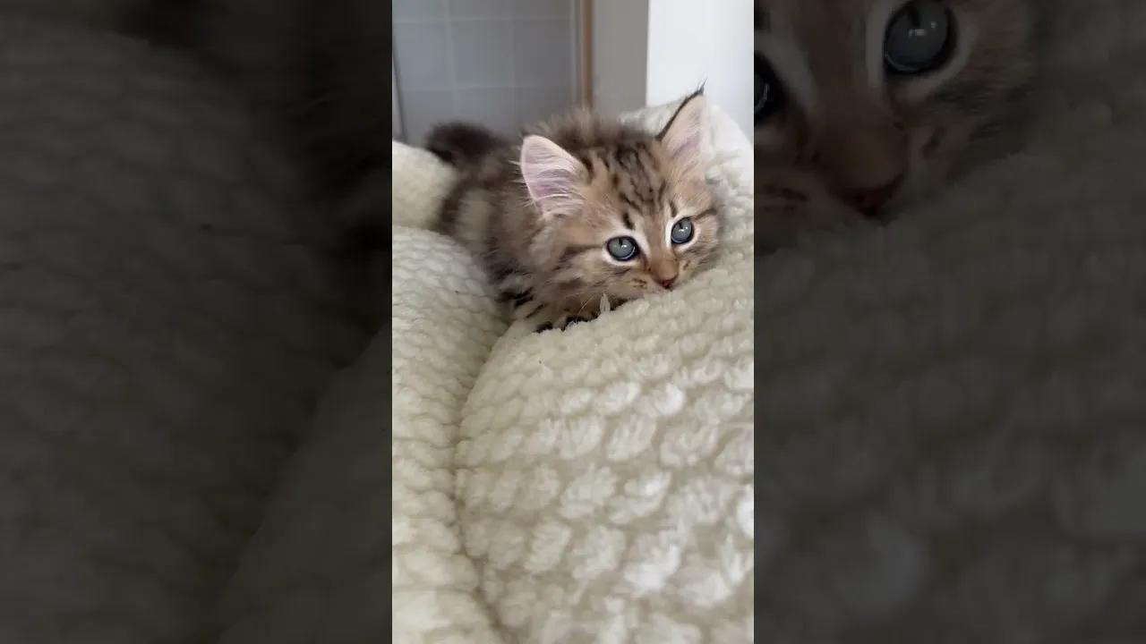 動画