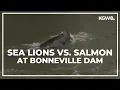 Leaders urge action to stop repeat offender sea lions eating salmon at Bonneville Dam