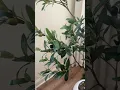 Download Lagu Amazon Olive Tree Find