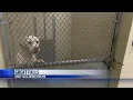 Great Falls Animal Shelter full encouraging adoptions