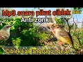 Download Lagu MP3 SUARA PIKAT CIBLEK RIBUT ANTI ZONK 2023 / ampuh ciblek liar pada datang
