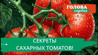СЕКРЕТЫ САХАРНЫХ ТОМАТОВ! #головасадовая #дача