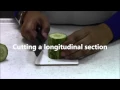 BIOLOGY 01 - Cutting transverse and longitudinal sections
