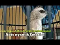 Download Lagu KOMPLIKASI Trucuka gacor ropel penuh emosi dan ngotot bikin trucuk lain ngikutin bunyi