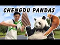 Download Lagu Cuteness Overload at CHENGDU PANDA BASE | China