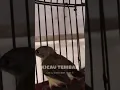 Lagu Pasti NyautβΌοΈSuara Pikat Burung Pijantung Pisang Memanggil Pijantung Liar #shorts
