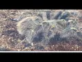 Giant tarantula eats cricket