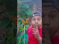 Download Lagu Tangkap kupu-kupu besar dirumah 🦋😱 #shorts