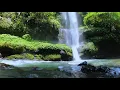 Download Lagu RELAKSASI AIR TERJUN DI DALAM HUTAN - SUARA GEMERCIK AIR \u0026 SUARA BURUNG LIAR