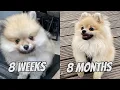 POMERANIAN PUPPY GROWING UP - 8 WEEKS TO 8 MONTHS