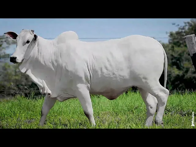 Novilha Nelore GNRN - 24