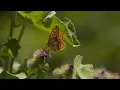 Papillons 4K UHD