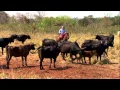 Download Lagu Gado Wagyu, a carne mais cara e saborosa do mundo - Globo Rural