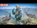 Trophy Hunting in New Zealand 2 Tahr Chamois Red Deer and Fallow Deer