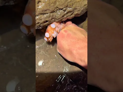 He caught the most dangerous animal in the sea.