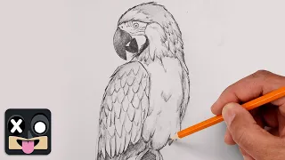 How To Draw a Parrot Step by Step Art Lesson for Beginners