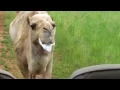 The Spitting Camel DAVE EAGAR