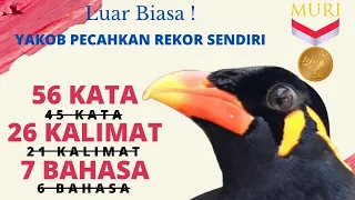 Rekor Baru Lagi : Burung Beo Si Yakob bisa bahasa Korea