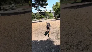 #fyp #dream #pets #doberman #trending