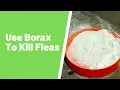 Using Borax to Kill Fleas - The Dangers Not Many Homeowners Know