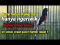 Download Lagu cara mengatasi murai batu hanya bunyi di pagi hari,banyak ngeriwik saja dan fighter belum dapat