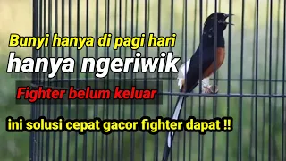 Download cara mengatasi murai batu hanya bunyi di pagi hari,banyak ngeriwik saja dan fighter belum dapat MP3