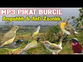 Download Lagu MP3 Pikat Burcil Ampuhh \u0026 Anti Zzonkk 💯