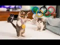 I Hosted the Kitten Olympics in My Hotel Room