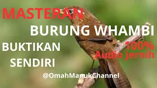 Download MASTERAN BURUNG WHAMBI !!! AUDIO SUPER JERNIH MP3