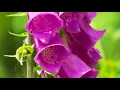 The Lone Bellow - Deeper in the Water (HD)