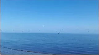                     دندنها