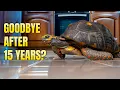 Family Pet Tortoises Given Up After More Than a Decade Of Love