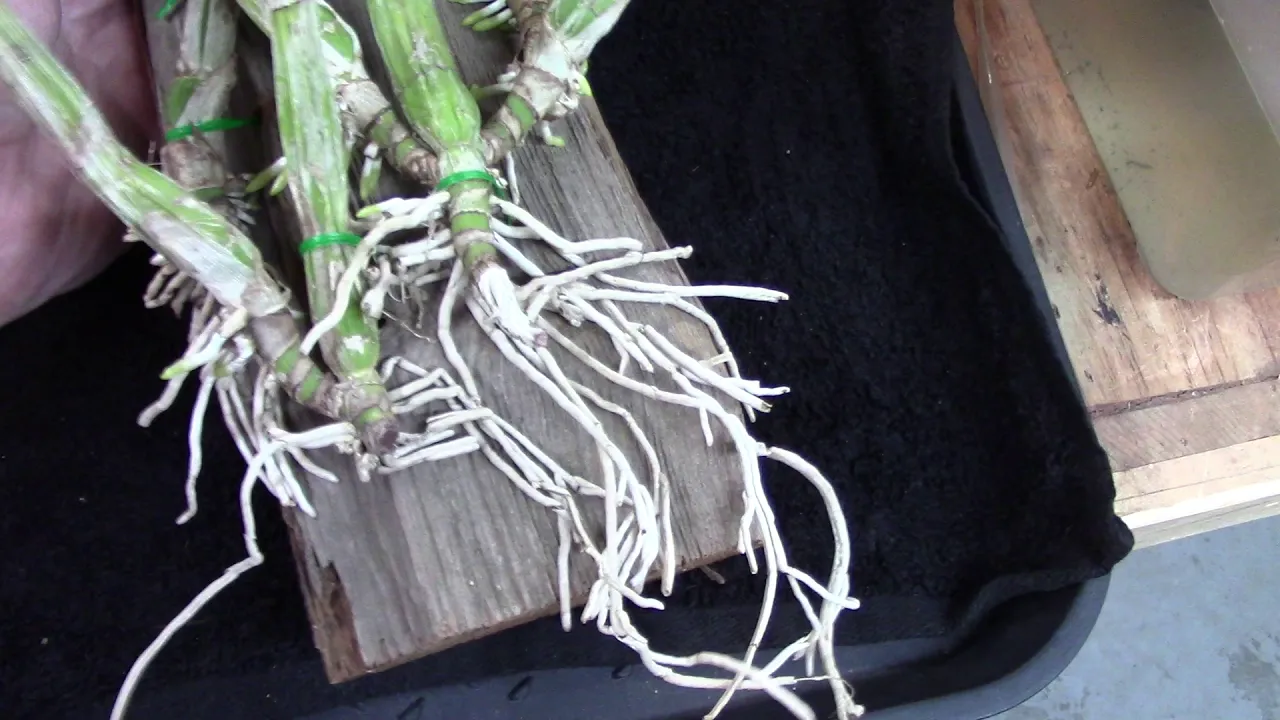 ORCHIDS.........HOW I GROW ROOTS, AND SOME PLANTS