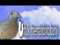 Download Lagu Suara perkutut gantangan di pagi hari,  bagus untuk memancing bunyi