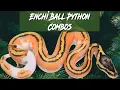 Enchi Ball Python Morph Combos Jack s Reptiles