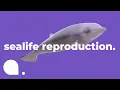 Channel
