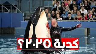 هو الفيديو المرعب بتاع الأوركا والمدربة حقيقي فعلا وهل ممكن تثق في أي فيديو تشوفه بعد كده 