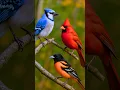 North American Bird Vocalizations Northern Cardinal Blue Jay Robin Sounds