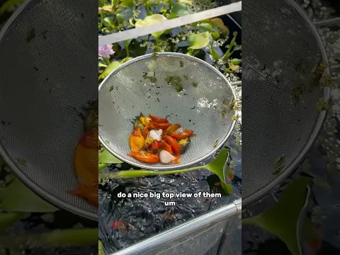 The perfect goldfish strainer